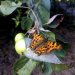 Akwarelowy motylek  :: Zdjęcie z komy więc podrobiłam je w Photoshop.&nbsp;
Og&a<br />mp;oacute;lnie rzecz biorąc jestem  